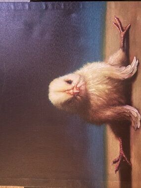 Charming Chick Portrait Canvas - Yellow Chick 14 x 14